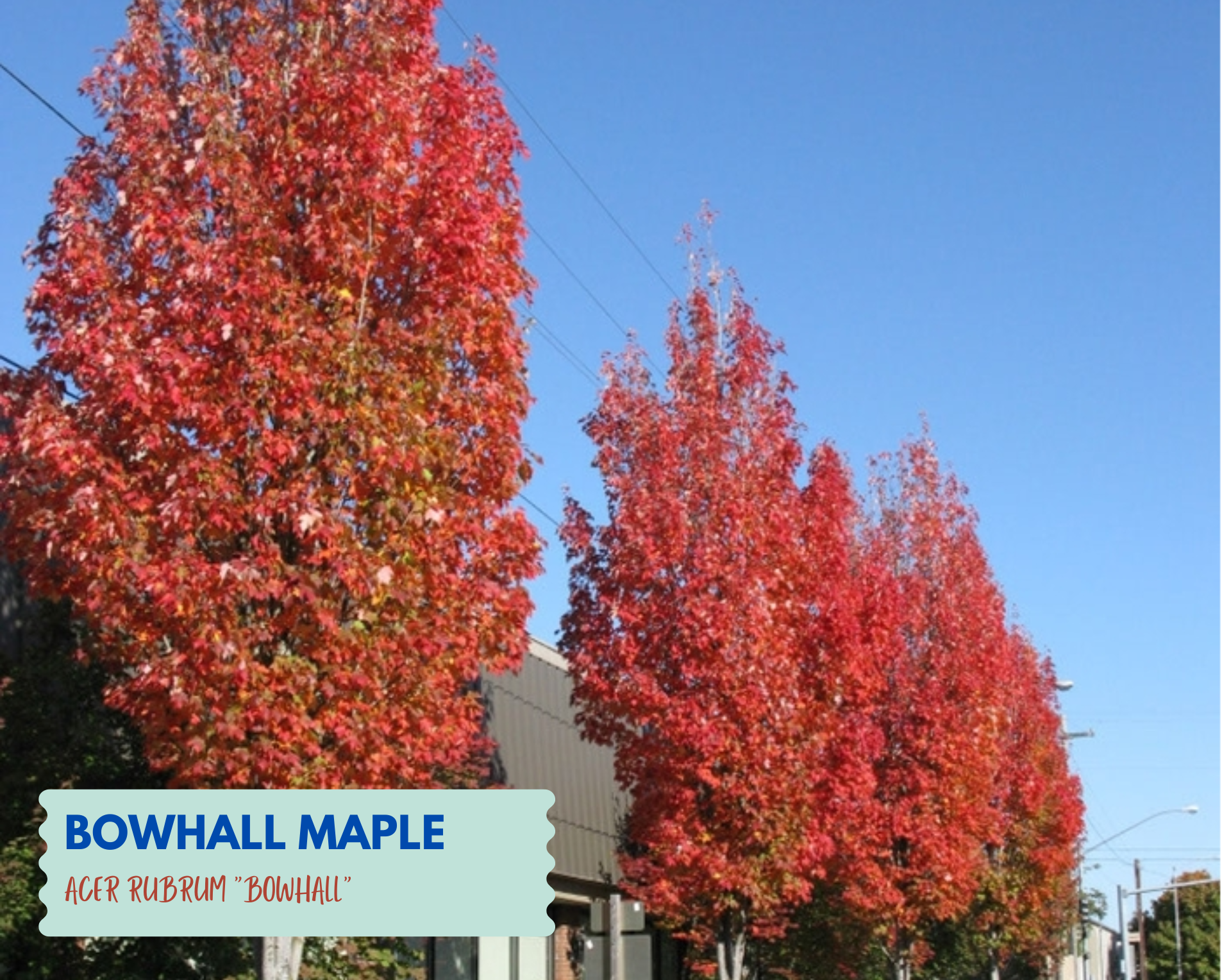 Bowhall Maple